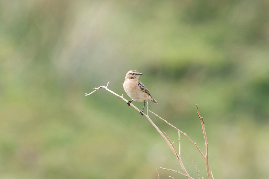 Whinchat